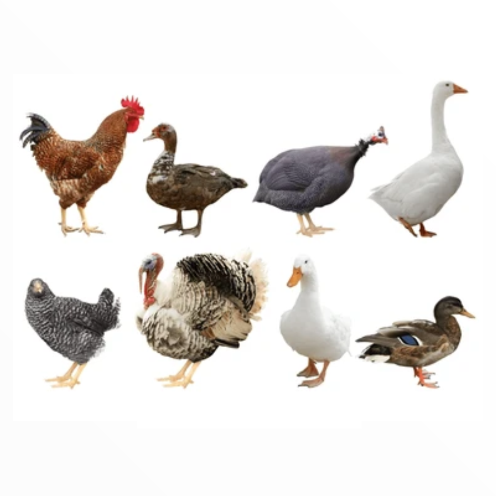 Poultry Foods